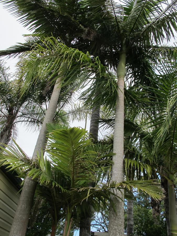 Melaleuca Caravan Park Port Macquarie Exteriér fotografie